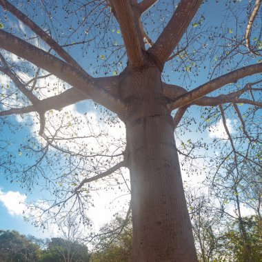 Amazing tree crown and roots   taken in Uxmal, Yucatan, Mexico