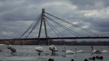 Gorgeous white elegant swans bird on a foggy winter Lake, at Obolon district of Kyiv, Ukraine.