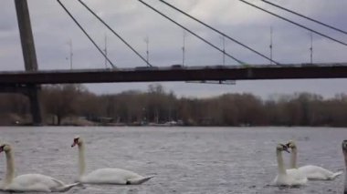 Gorgeous white elegant swans bird on a foggy winter Lake, at Obolon district of Kyiv, Ukraine.