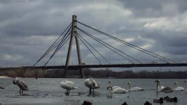 Gorgeous white elegant swans bird on a foggy winter Lake, at Obolon district of Kyiv, Ukraine.