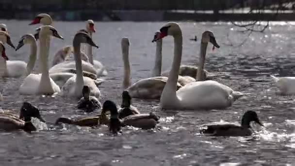 Gorgeous White Elegant Swans Bird Foggy Winter Lake Obolon District — Vídeos de Stock