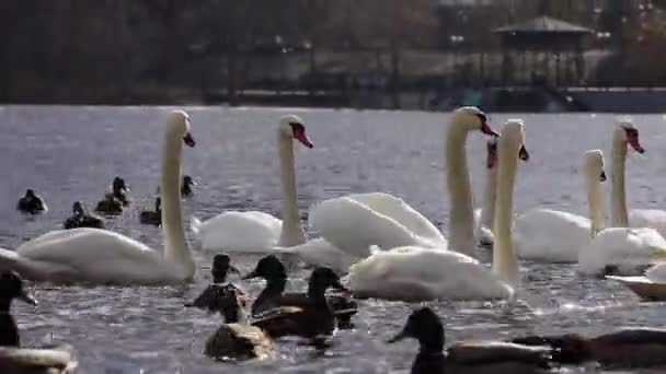 Gorgeous White Elegant Swans Bird Foggy Winter Lake Obolon District — Stok video