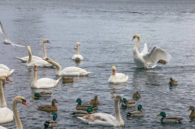 Gorgeous white elegant swans bird on a foggy winter Lake, at Obolon district of Kyiv, Ukraine.