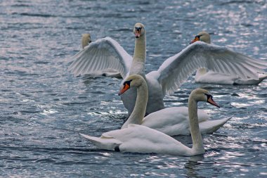 Gorgeous white elegant swans bird on a foggy winter Lake, at Obolon district of Kyiv, Ukraine.