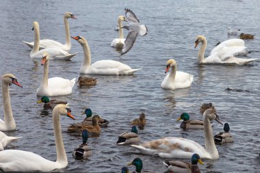 Gorgeous white elegant swans bird on a foggy winter Lake, at Obolon district of Kyiv, Ukraine.