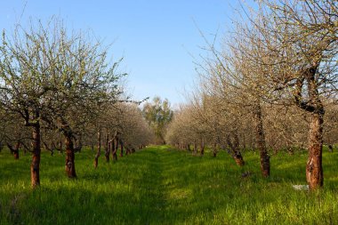 Early spring apple garden before blossom at sunrise time, Kyiv, Ukraine