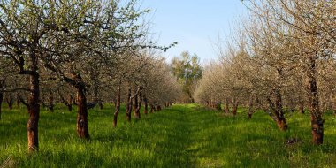 Early spring apple garden before blossom at sunrise time, Kyiv, Ukraine