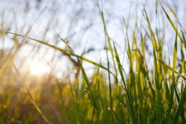 Early spring apple garden before blossom at sunrise time, Kyiv, Ukraine