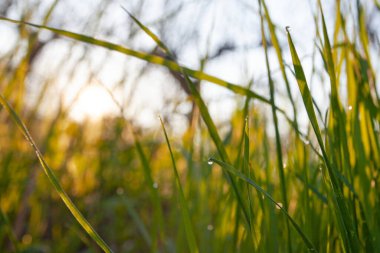 Early spring apple garden before blossom at sunrise time, Kyiv, Ukraine
