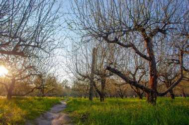 Early spring apple garden before blossom at sunrise time, Kyiv, Ukraine
