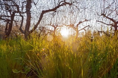 Early spring apple garden before blossom at sunrise time, Kyiv, Ukraine