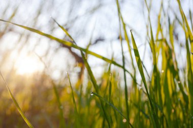 Early spring apple garden before blossom at sunrise time, Kyiv, Ukraine