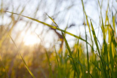 Early spring apple garden before blossom at sunrise time, Kyiv, Ukraine