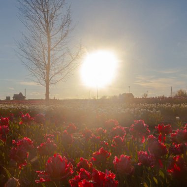 Tulip flowers field and lonely tree  taken in sunset time, Ukraine