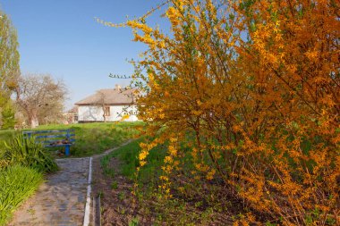 Forsythia blooming in spring in Pirogovo museumn near Kyiv , Ukraine