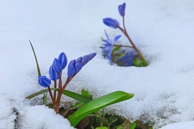 Mart ayında kar altında ilk bahar mavi scilla çiçekleri