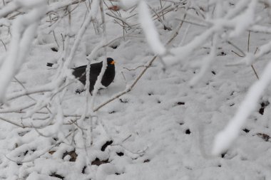 Karlı baharın erken saatlerinde ağaç dalında oturan sevimli karatavuk