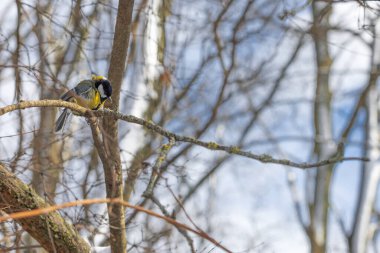 Cute tit bird sitting on the tree branch in early snowy spring