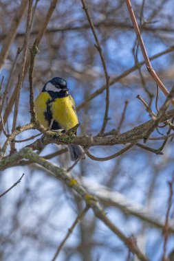 Cute tit bird sitting on the tree branch in early snowy spring