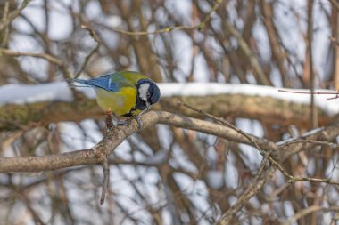Cute tit bird sitting on the tree branch in early snowy spring