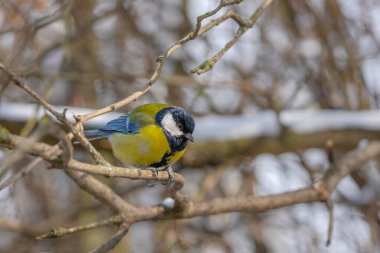 Cute tit bird sitting on the tree branch in early snowy spring