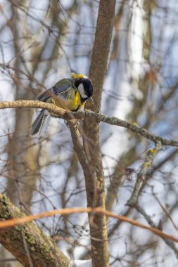 Cute tit bird sitting on the tree branch in early snowy spring