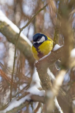 Cute tit bird sitting on the tree branch in early snowy spring