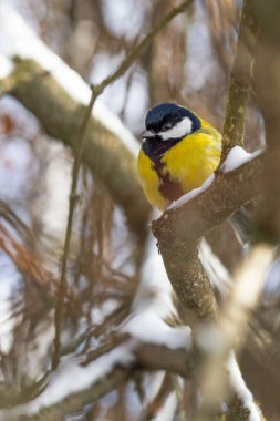 Cute tit bird sitting on the tree branch in early snowy spring