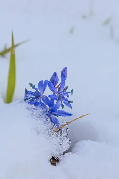 Mart Ayında Kar Altında Ilk Bahar Mavi Scilla Çiçekleri — Stok fotoğraf