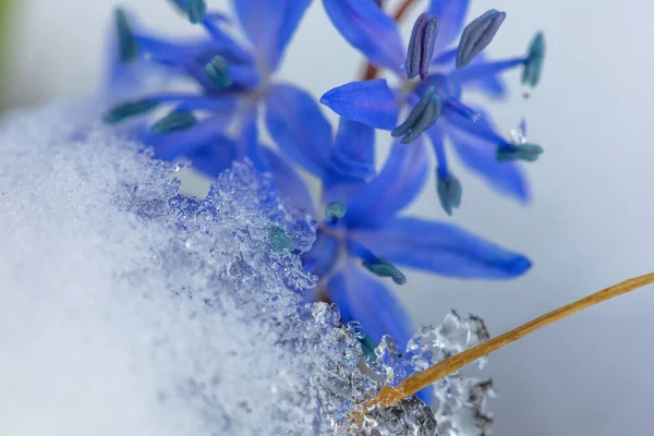 Pierwsza Wiosna Niebieskie Kwiaty Scilli Pod Śniegiem Marcu — Zdjęcie stockowe