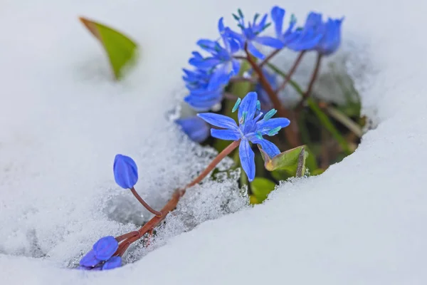First Spring Blue Scilla Flowers Snow March — Stock Photo, Image