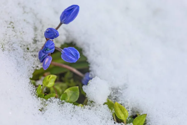 Primera Primavera Flores Scilla Azul Bajo Nieve Marzo —  Fotos de Stock