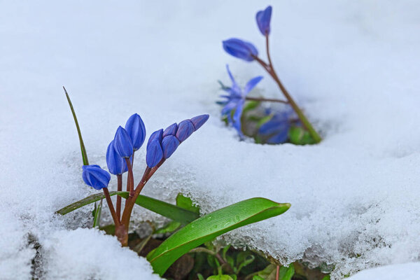First spring blue scilla flowers under snow in March