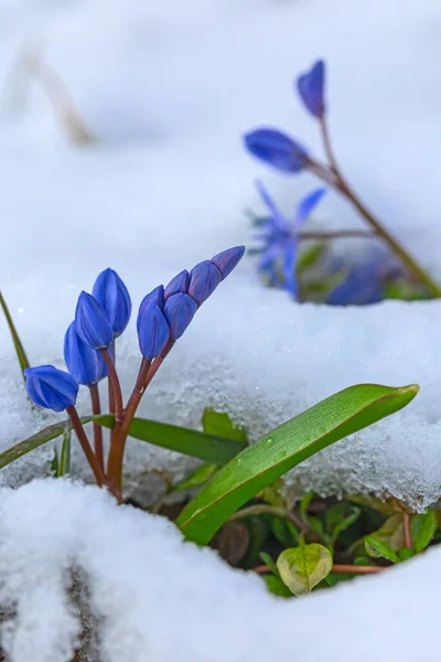 Primera Primavera Flores Scilla Azul Bajo Nieve Marzo — Foto de Stock