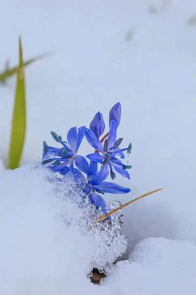 Erste Frühlingshafte Blaue Scilla Blüten März Unter Schnee — Stockfoto