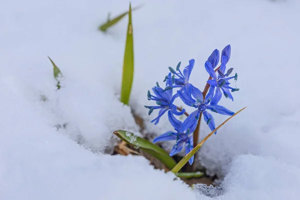 First Spring Blue Scilla Flowers Snow March — Stock Photo, Image