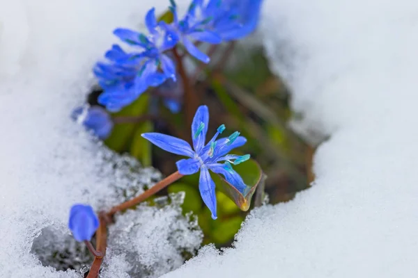 3月の雪の下で最初の春の青いシラの花 — ストック写真