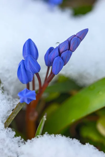 Первые Весенние Голубые Циллы Снегом Марте — стоковое фото