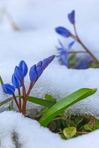 První Jarní Modrá Scilla Květiny Pod Sněhem Březnu — Stock fotografie