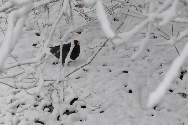 Cute Blackbird Sitting Tree Branch Early Snowy Spring — Stock Photo, Image