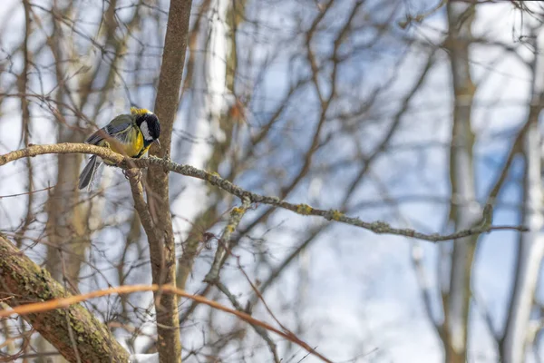 Cute Tit Bird Sitting Tree Branch Early Snowy Spring — Stock Fotó