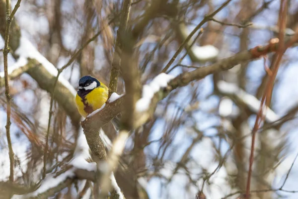 Cute Tit Bird Sitting Tree Branch Early Snowy Spring —  Fotos de Stock