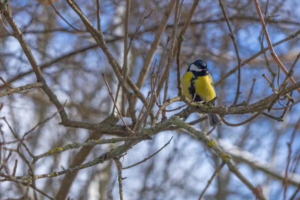 Cute Tit Bird Sitting Tree Branch Early Snowy Spring — Stockfoto
