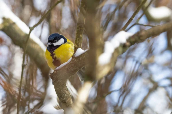 Cute Tit Bird Sitting Tree Branch Early Snowy Spring — Stock Photo, Image