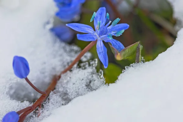 First Spring Blue Scilla Flowers Snow March Stock Photo