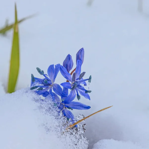 First Spring Blue Scilla Flowers Snow March Royalty Free Stock Photos