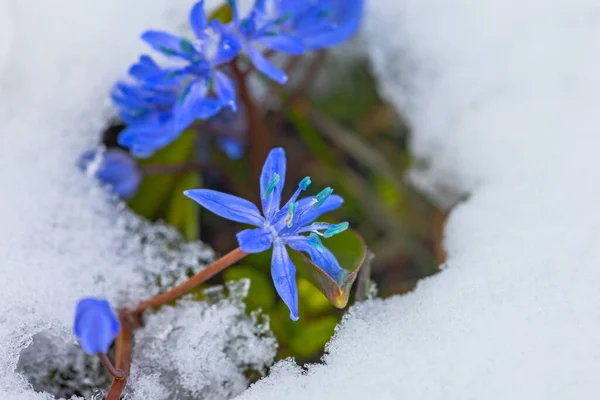 First Spring Blue Scilla Flowers Snow March Royalty Free Stock Images