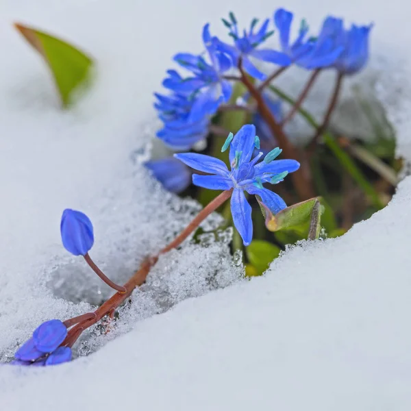 First Spring Blue Scilla Flowers Snow March Stock Picture
