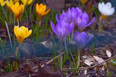 Baharın başlarında mor ve sarı renkli kır çiçekleri