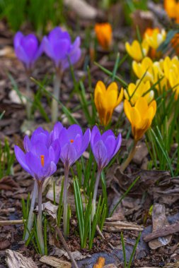 Baharın başlarında mor ve sarı renkli kır çiçekleri